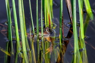 European common frog, brown frog, grass frog (Rana temporaria) floating among aquatic vegetation in