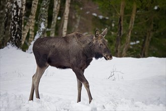Moose, elk (Alces alces) young bull showing early growing stage with antler buds covered in velvet