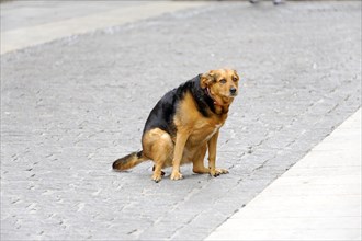 Marseille, A dog sits attentively on a cobbled street, Marseille, Departement Bouches du Rhone,