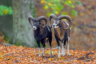European mouflons (Ovis aries musimon, Ovis gmelini musimon, Ovis ammon) two rams, males in beech