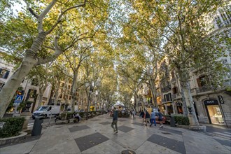 Palma de Mallorca, Spain, October 30 2023: photo of beautiful street, Paseo del Borne in Spain,