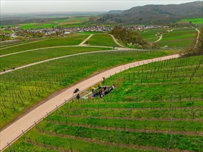 Group of people and cyclists in conversation on a road leading through vineyards, Jesus Grace