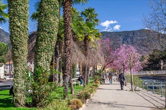 Passer promenade with blossoming trees in spring, Merano, Pass Valley, Adige Valley, Burggrafenamt,