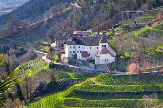 Wine terraces with St Peter's parish church in spring, Dorf Tyrol near Meran, Etschtal,