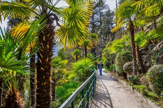 Subtropical plants on the Gilf promenade in spring, Merano, Val Passiria, Val d'Adige,