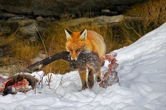 Scavenging red fox (Vulpes vulpes) walking away in the snow with leg of killed, perished chamois in