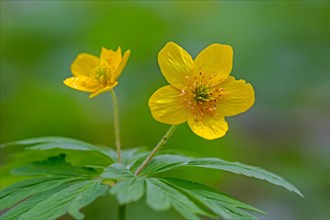 Yellow wood anemone, buttercup anemone (Anemone ranunculoides, Anemanthus ranunculoides) in flower