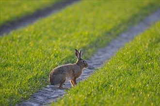 European brown hare (Lepus europaeus) foraging on farmland, field in spring