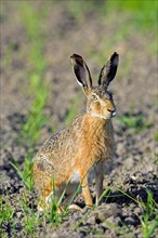 European brown hare (Lepus europaeus) sitting in field, farmland in spring