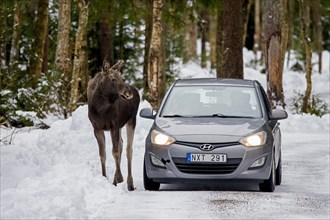 Moose, elk (Alces alces) crossing forest road with car passing by in winter in Sweden, Scandinavia