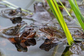 European common frogs, brown frogs and amplexed grass frog pair (Rana temporaria) gathering in pond