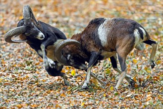 European mouflons (Ovis aries musimon, Ovis gmelini musimon) two rams fighting by bashing heads and