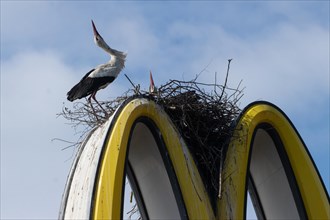 White stork two adult birds with stretched neck next to and in nest on Mc Donald's symbol standing