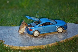 Wood mouse standing next to blue Audi TT model car with open boot and food on stone slab in green
