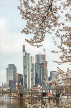 Cherry blossoms on a riverbank in the centre of a big city. Spring with a view of the skyline of