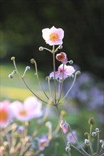 Chinese anemone (Anemone hupehensis), North Rhine-Westphalia, Germany, Europe