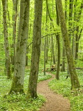 Hiking trail through the ramson (Allium ursinum) in the beech forest, Hainich National Park, Bad