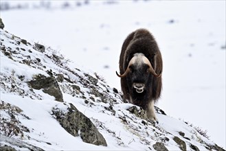 Musk ox (Ovibos moschatus) in the snow, Dovrefjell-Sunndalsfjella National Park, Norway, Europe