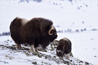Musk ox (Ovibos moschatus) with young in the snow, Dovrefjell-Sunndalsfjella National Park, Norway,