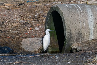 Little egret waiting at drainpipe for little fishes, crabs and crustaceans in cooling water of the