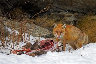 Scavenging red fox (Vulpes vulpes) feeding on carcass of killed, perished chamois in the snow in