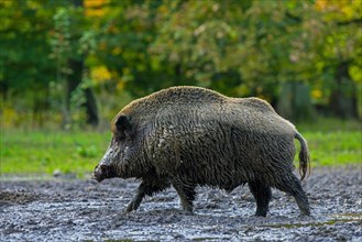 Solitary wild boar (Sus scrofa) male covered in mud after taking a mud bath, wallowing in quagmire