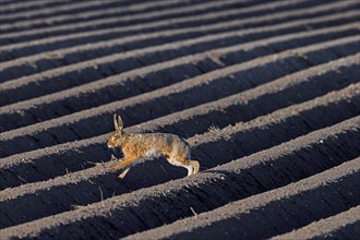European brown hare (Lepus europaeus) running, fleeing over freshly planted ridge-row potato field
