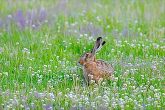 European brown hare (Lepus europaeus) sitting among wildflowers in meadow, pasture in summer