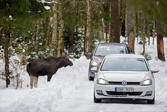 Moose, elk (Alces alces) wants to cross forest road with cars passing by in winter in Sweden,