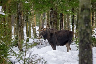 Moose, elk (Alces alces) young bull with small antlers foraging in coniferous forest in the snow in