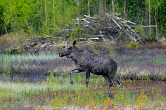 Moulting moose, elk (Alces alces) young bull with antlers covered in velvet foraging in front of