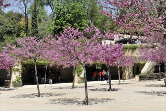 Alhambra, Granada, Andalusia, Blossoming pink trees in a park with walkers in the background,