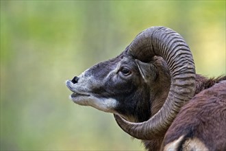 European mouflon (Ovis aries musimon), close-up portrait of ram, male with big horns performing