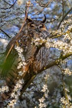 Long-eared owl (Asio otus) roosting in flowering plum tree in early spring