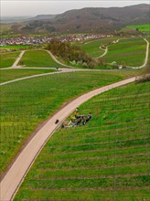 Cyclist riding on a path through vineyards, village and trees in the background, Jesus Grace
