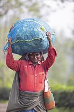 Indian tea picker carrying a big bag of tea leaves on her head, Munnar, Kerala, India, Asia