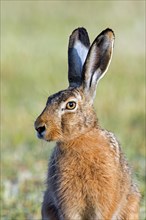 European brown hare (Lepus europaeus) close-up portrait in field