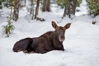 Moose, elk (Alces alces) young bull with small antlers resting in the snow in forest in winter,