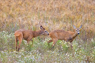 European roe deer (Capreolus capreolus) buck chasing doe in heat before mating in wheat field