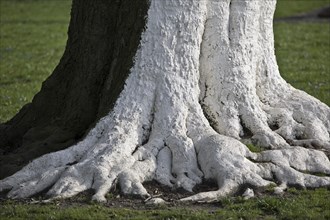 Tree with white colour as protection against extreme temperature fluctuations caused by solar