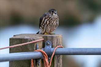 Eurasian merlin (Falco columbarius aesalon) female perched on wooden fence post along field in late
