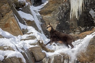 Alpine chamois (Rupicapra rupicapra) male calling in steep snowy rock face during the rutting