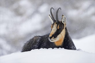 Alpine chamois (Rupicapra rupicapra) close-up portrait of male resting in the snow during snowfall