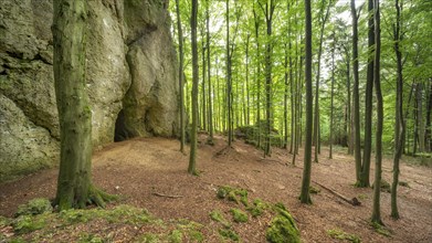 Geotope Fuchsbau, rock face with cave, Goessweinstein, Franconian Switzerland, Upper Franconia,