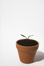 Close-up of small terracotta flower pot with seedling emerging through enriched black soil on white