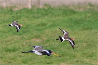 Three black-tailed godwits (Limosa limosa) in breeding plumage landing in meadow in late winter,