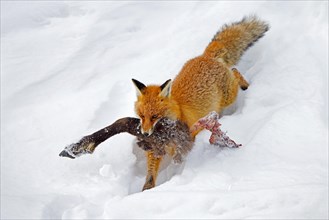Scavenging red fox (Vulpes vulpes) running away in deep snow with leg of killed chamois in winter