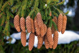 Norway spruce, European spruce (Picea abies) close-up of cones with pointed scales and needle-like