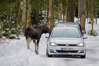 Curious moose, elk (Alces alces) fed by tourists in car on forest road in winter in Sweden,
