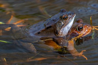 European common frog pair, brown frog, grass frog (Rana temporaria) male and female in amplexus in